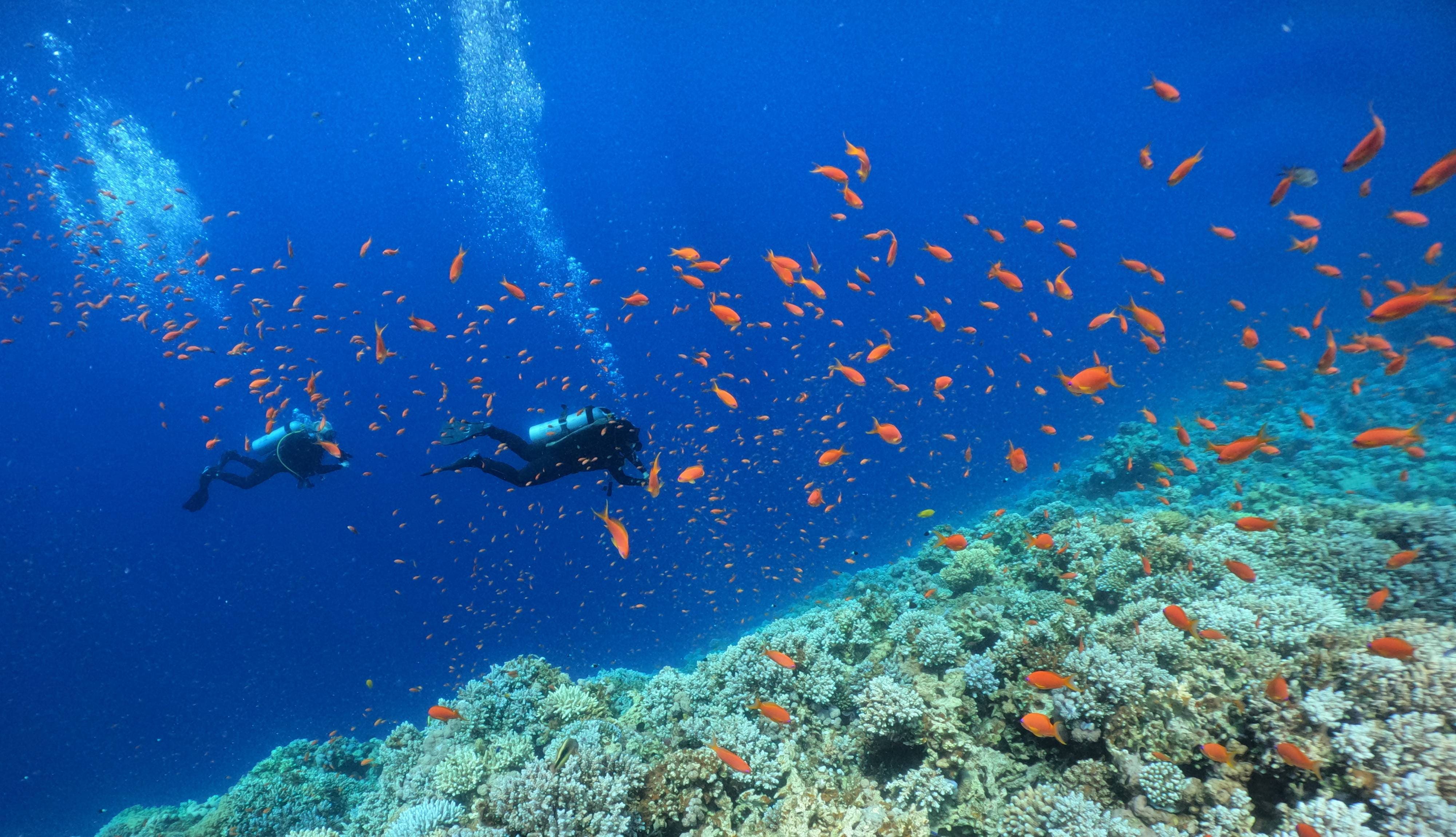 GoPro Underwater Photography Workshop at Big Blue Dahab