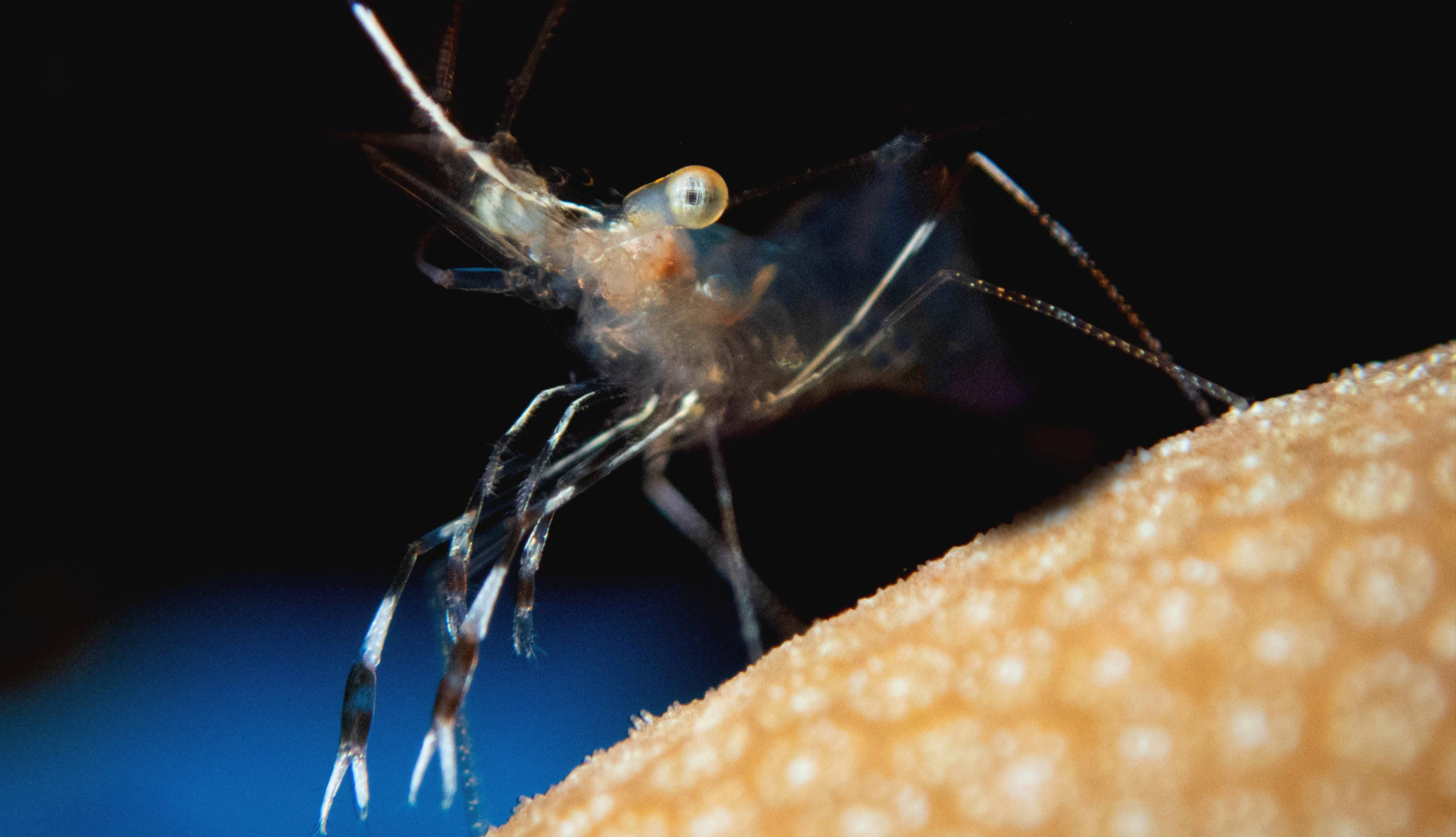 Macro Photography Workshop at Big Blue Dahab