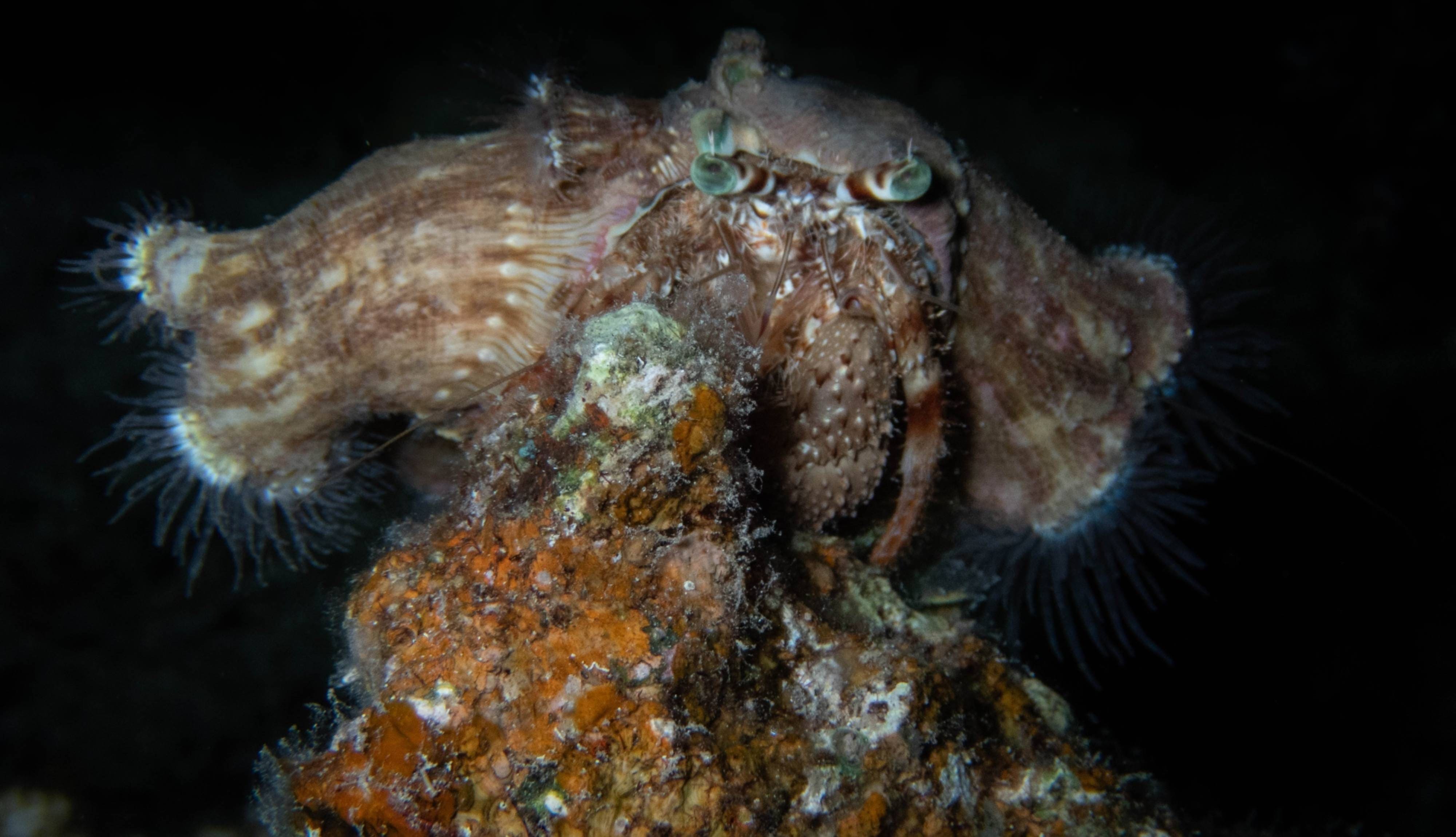 Night Creatures Macro Photography Workshop at Big Blue Dahab