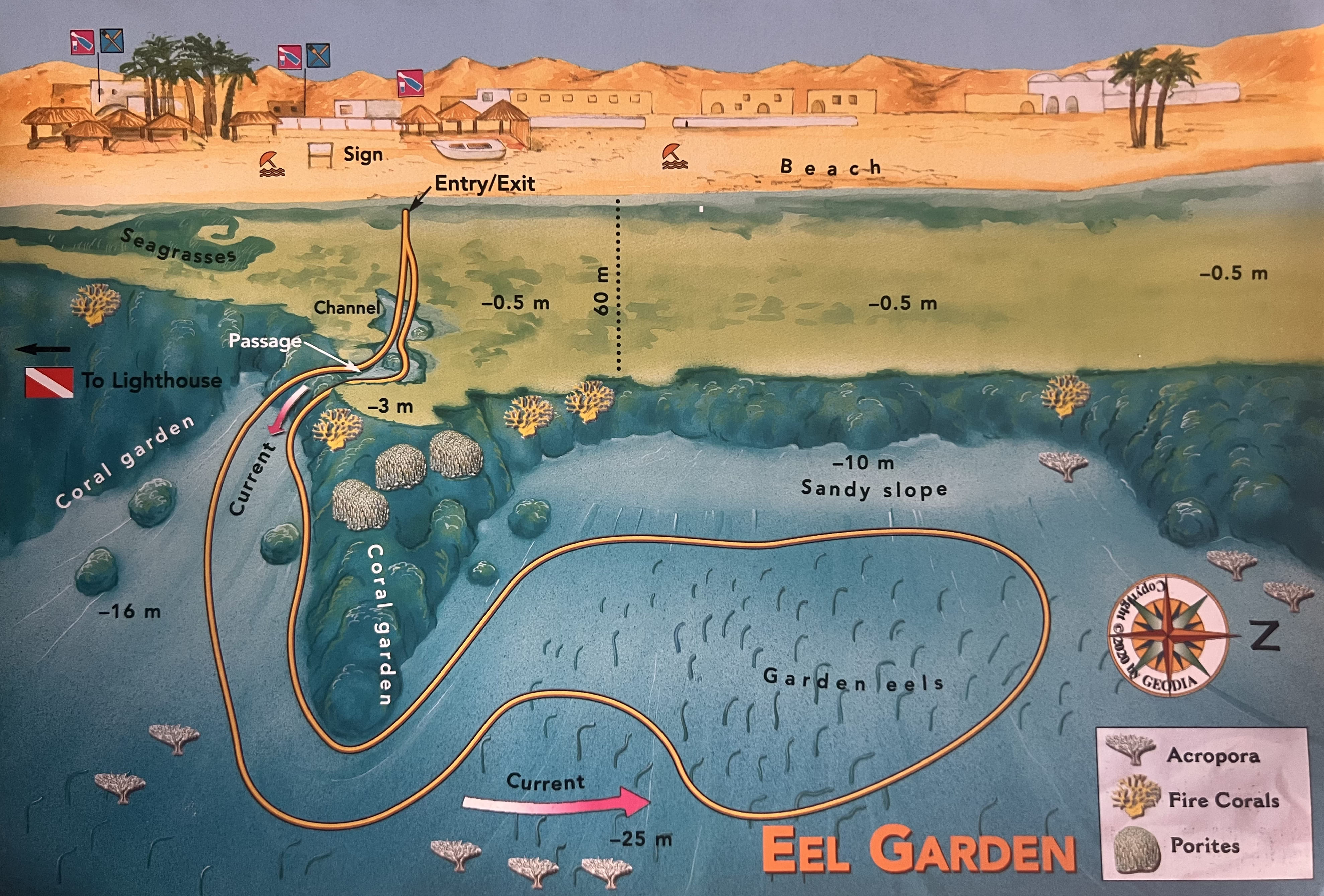 Eel Garden Dive Site in Dahab