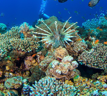 Abu Galum Dive Site Dahab