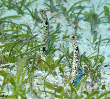 Eel Garden Dive Site