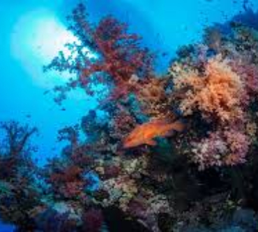 Tiger Reef Dahab Dive Site