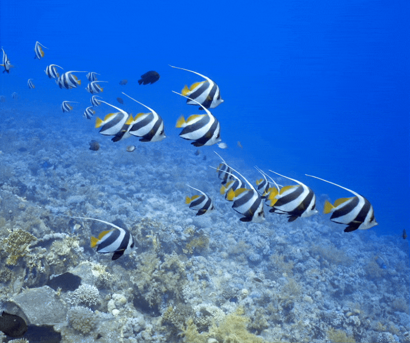 Diving in Dahab Red Sea